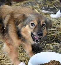 VULPITA, Hund, Mischlingshund in Rumänien - Bild 2