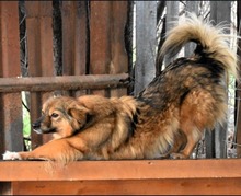 VULPITA, Hund, Mischlingshund in Rumänien - Bild 3