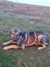 ROCCO, Hund, Mischlingshund in Rumänien - Bild 3