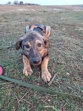 ROCCO, Hund, Mischlingshund in Rumänien - Bild 4