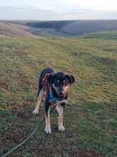 ELKE, Hund, Mischlingshund in Rumänien - Bild 7