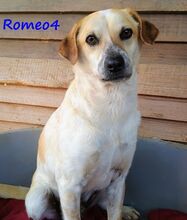 ROMEO4, Hund, Mischlingshund in Griechenland - Bild 3