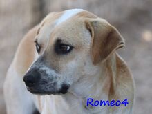 ROMEO4, Hund, Mischlingshund in Griechenland - Bild 4