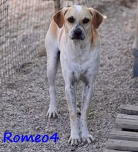 ROMEO4, Hund, Mischlingshund in Griechenland - Bild 5