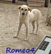 ROMEO4, Hund, Mischlingshund in Griechenland - Bild 7