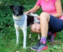 AUGUSTIN, Hund, Mischlingshund in Slowakische Republik - Bild 2