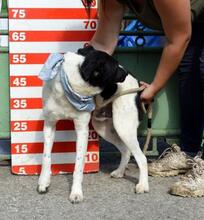 AUGUSTIN, Hund, Mischlingshund in Slowakische Republik - Bild 8