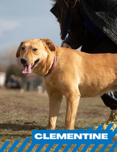 CLEMENTINE, Hund, Mischlingshund in Dortmund - Bild 1