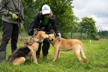 CLEMENTINE, Hund, Mischlingshund in Dortmund - Bild 12