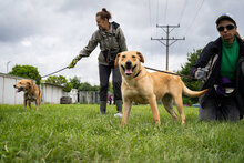 CLEMENTINE, Hund, Mischlingshund in Dortmund - Bild 13