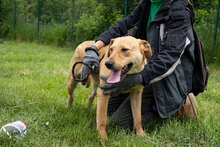 CLEMENTINE, Hund, Mischlingshund in Dortmund - Bild 14