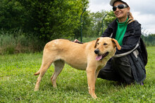 CLEMENTINE, Hund, Mischlingshund in Dortmund - Bild 16