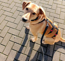 CLEMENTINE, Hund, Mischlingshund in Dortmund - Bild 2