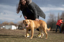 CLEMENTINE, Hund, Mischlingshund in Dortmund - Bild 9