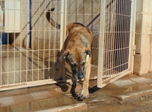 MERAK, Hund, Mischlingshund in Spanien - Bild 4