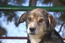 MUKKI, Hund, Mischlingshund in Tübingen - Bild 1
