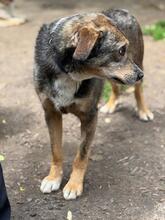 MUKKI, Hund, Mischlingshund in Tübingen - Bild 11