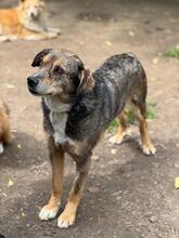 MUKKI, Hund, Mischlingshund in Tübingen - Bild 12