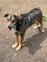 MUKKI, Hund, Mischlingshund in Tübingen - Bild 13