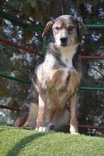 MUKKI, Hund, Mischlingshund in Tübingen - Bild 2