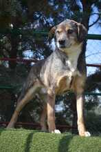 MUKKI, Hund, Mischlingshund in Tübingen - Bild 3