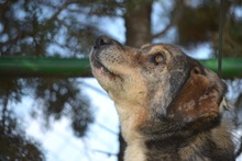 MUKKI, Hund, Mischlingshund in Tübingen - Bild 4