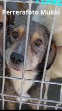 MUKKI, Hund, Mischlingshund in Tübingen - Bild 5