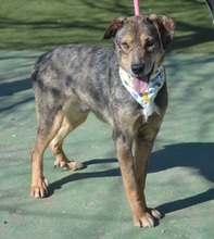 MUKKI, Hund, Mischlingshund in Tübingen - Bild 6