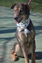 MUKKI, Hund, Mischlingshund in Tübingen - Bild 7