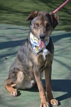 MUKKI, Hund, Mischlingshund in Tübingen - Bild 9