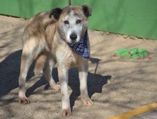 IDA, Hund, Herdenschutzhund-Mix in Spanien - Bild 2