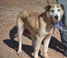 IDA, Hund, Herdenschutzhund-Mix in Spanien - Bild 3