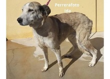 IDA, Hund, Herdenschutzhund-Mix in Spanien - Bild 5