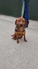 MATTEO, Hund, Mischlingshund in Ungarn - Bild 1