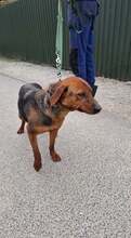 MATTEO, Hund, Mischlingshund in Ungarn - Bild 2
