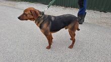 MATTEO, Hund, Mischlingshund in Ungarn - Bild 3