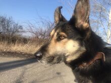 ORNI, Hund, Deutscher Schäferhund-Mix in Ungarn - Bild 10