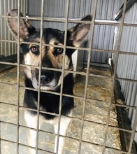 ORNI, Hund, Deutscher Schäferhund-Mix in Ungarn - Bild 14