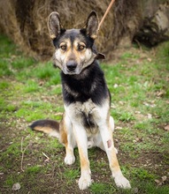 ORNI, Hund, Deutscher Schäferhund-Mix in Ungarn - Bild 15