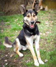 ORNI, Hund, Deutscher Schäferhund-Mix in Ungarn - Bild 2