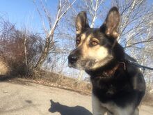 ORNI, Hund, Deutscher Schäferhund-Mix in Ungarn - Bild 7