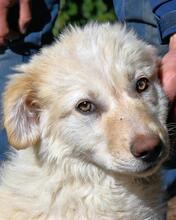 HOCKEY, Hund, Mischlingshund in Italien