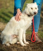 BUMBLEBEE, Hund, Mudi-Mix in Ungarn - Bild 1