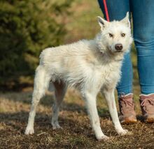 BUMBLEBEE, Hund, Mudi-Mix in Ungarn - Bild 2