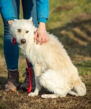 BUMBLEBEE, Hund, Mudi-Mix in Ungarn - Bild 3