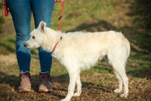 BUMBLEBEE, Hund, Mudi-Mix in Ungarn - Bild 4