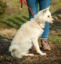 BUMBLEBEE, Hund, Mudi-Mix in Ungarn - Bild 7