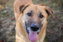 KOJA, Hund, Mischlingshund in Kroatien - Bild 1