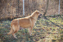 KOJA, Hund, Mischlingshund in Kroatien - Bild 2