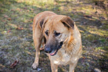 KOJA, Hund, Mischlingshund in Kroatien - Bild 4